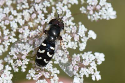 <i>Scaeva pyrastri</i>