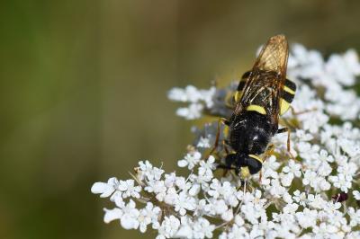 <i>Stratiomys potamida</i>