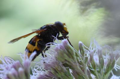 <i>Volucella zonaria</i>
