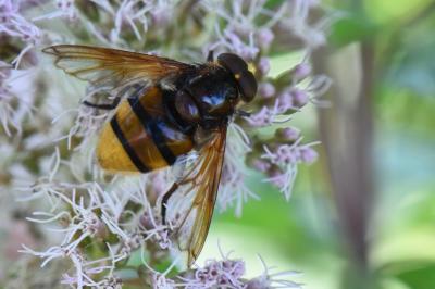 <i>Volucella zonaria</i>