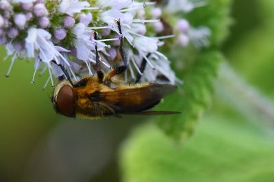 <i>Phasia hemiptera</i>