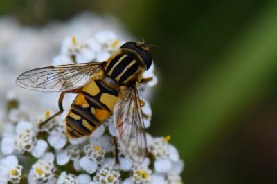 <i>Helophilus pendulus</i>
