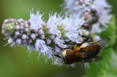 <i>Phasia hemiptera</i>