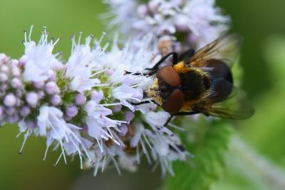<i>Phasia hemiptera</i>