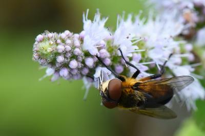 <i>Phasia hemiptera</i>