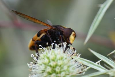 <i>Volucella zonaria</i>