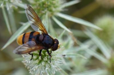 <i>Volucella zonaria</i>