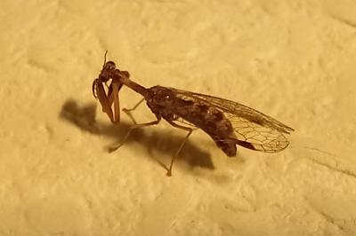 <i>Mantispa styriaca</i>