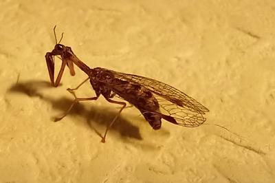 <i>Mantispa styriaca</i>