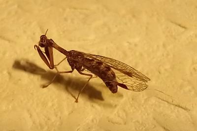 <i>Mantispa styriaca</i>