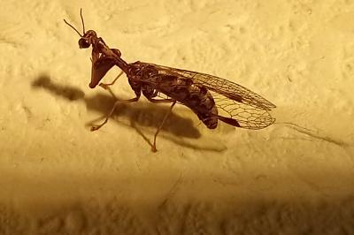 <i>Mantispa styriaca</i>