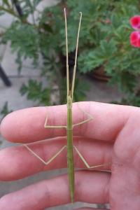 <i>Clonopsis gallica</i>