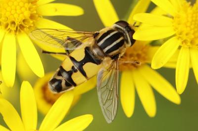 <i>Helophilus trivittatus</i>