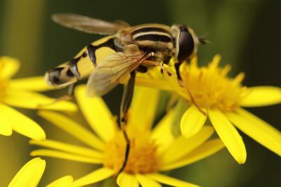 <i>Helophilus trivittatus</i>