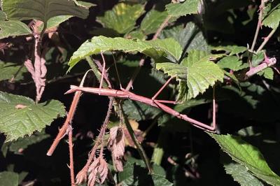 <i>Clonopsis gallica</i>