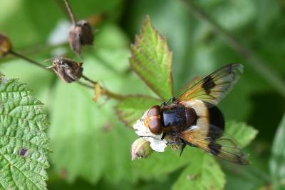 <i>Volucella pellucens</i>