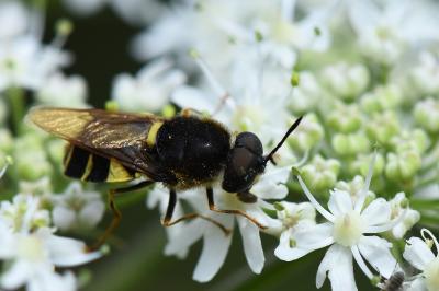 <i>Stratiomys potamida</i>