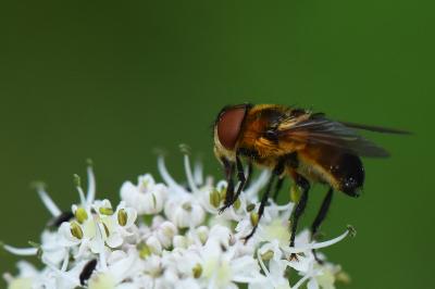 <i>Phasia hemiptera</i>