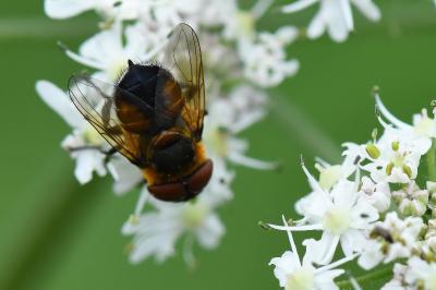 <i>Phasia hemiptera</i>