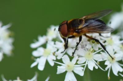 <i>Phasia hemiptera</i>