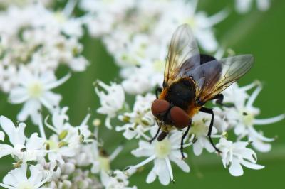 <i>Phasia hemiptera</i>