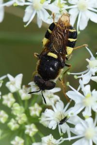 <i>Stratiomys potamida</i>