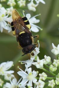 <i>Stratiomys potamida</i>