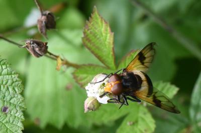 <i>Volucella pellucens</i>