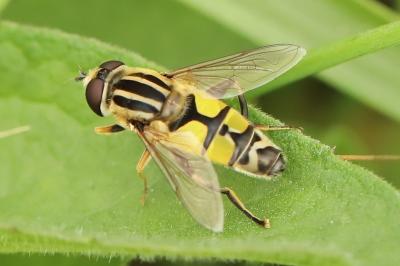 <i>Helophilus trivittatus</i>