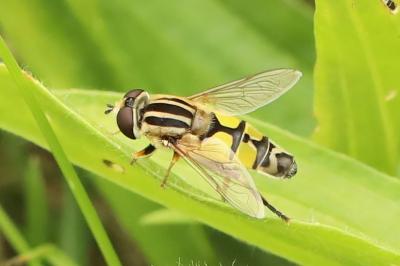 <i>Helophilus trivittatus</i>