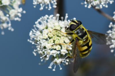 <i>Myathropa florea</i>