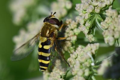 <i>Syrphus vitripennis</i>