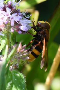 <i>Volucella zonaria</i>
