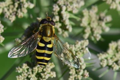 <i>Syrphus vitripennis</i>