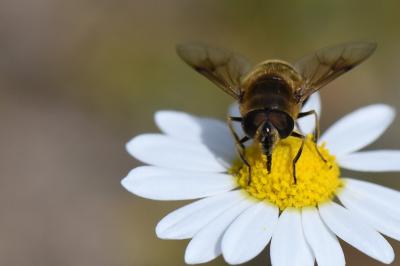 <i>Eristalis tenax</i>