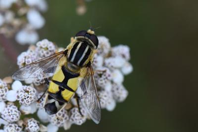 <i>Helophilus trivittatus</i>