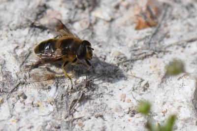 <i>Eristalis tenax</i>