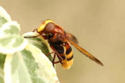 <i>Volucella zonaria</i>