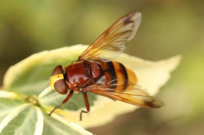 <i>Volucella zonaria</i>