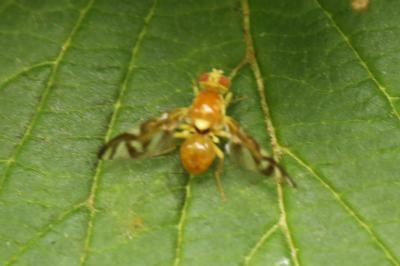 <i>Euleia heraclei</i>