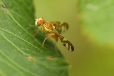 <i>Euleia heraclei</i>