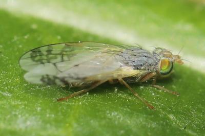 <i>Acanthiophilus helianthi</i>