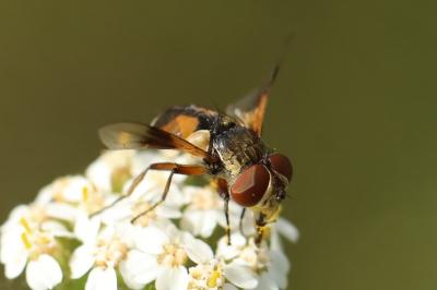 <i>Ectophasia crassipennis</i>
