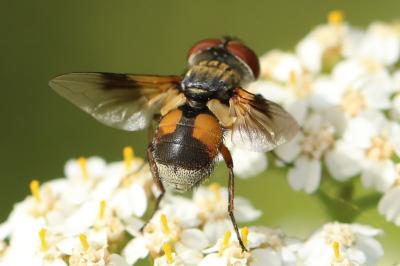 <i>Ectophasia crassipennis</i>