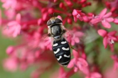 <i>Scaeva pyrastri</i>