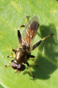 <i>Xylota segnis</i>
