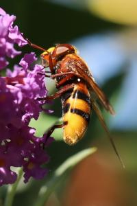 <i>Volucella zonaria</i>