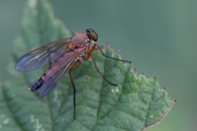 <i>Rhagio tringarius</i>