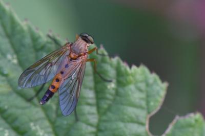 <i>Rhagio tringarius</i>