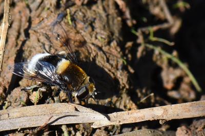 <i>Eristalis intricaria</i>